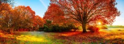 Herfstbos 717460084